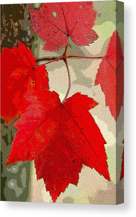 Floral Canvas Print featuring the photograph Maple Leaf Display by Rob Huntley