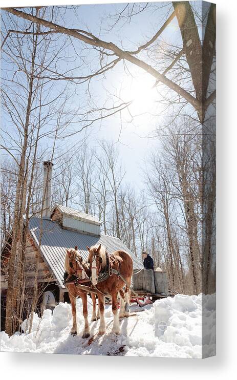 Maple Syrup Canvas Print featuring the photograph Maple Syrup to come by Cheryl Baxter