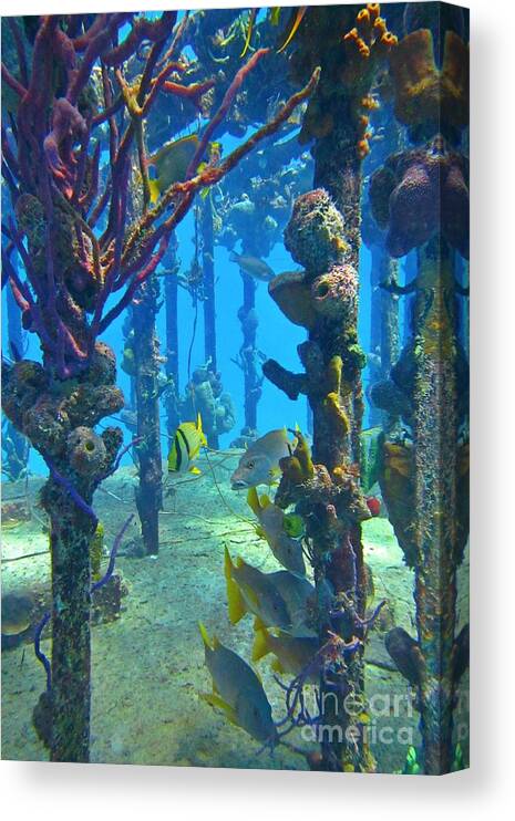 Fish Canvas Print featuring the photograph Marine Life on a Wreak by John Malone 