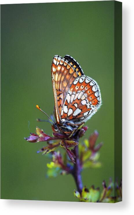 Angiosperm Canvas Print featuring the photograph Marsh fritillary by Science Photo Library