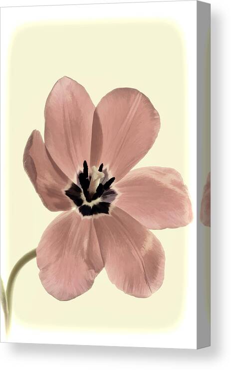 Flower Canvas Print featuring the photograph Mauve Tulip Transparency by Phyllis Meinke