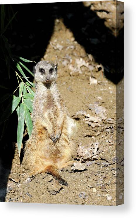 Meerkat Canvas Print featuring the photograph Meerkat by Heiti Paves