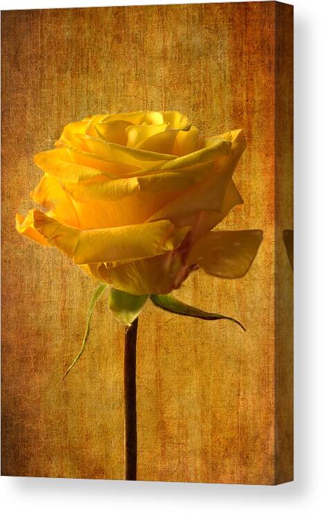 Yellow Rose Canvas Print featuring the photograph Mellow Yellow by Marina Kojukhova