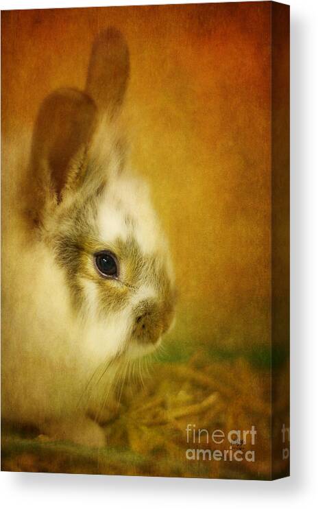 Rabbit Canvas Print featuring the photograph Memories of Watership Down by Lois Bryan