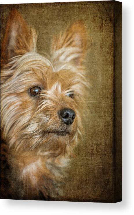 Yorkshire Terrier Canvas Print featuring the photograph Mickey by Cathy Kovarik
