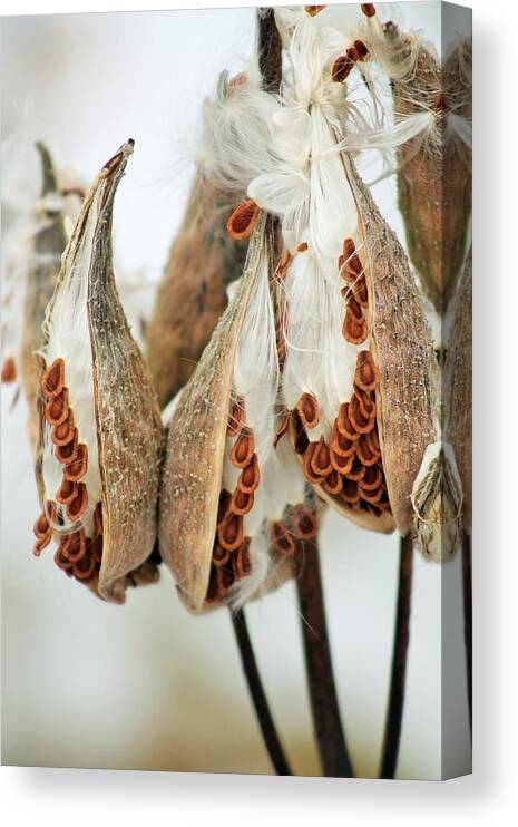 Milkweed Canvas Print featuring the photograph Milkweed by Karl Anderson