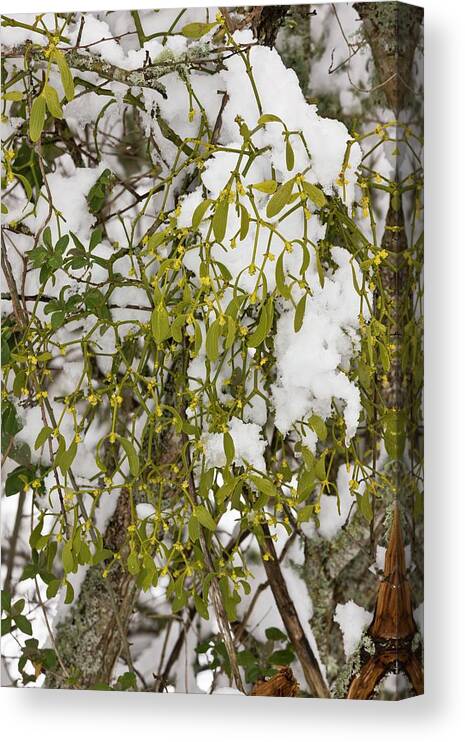 Nobody Canvas Print featuring the photograph Mistletoe (viscum Album) In Flower by Bob Gibbons