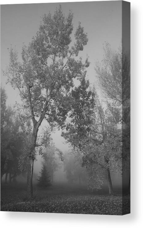 Fog Canvas Print featuring the photograph Misty Morning by Ellery Russell