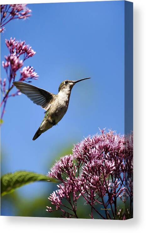 Hummingbird Canvas Print featuring the photograph Modern Beauty by Christina Rollo