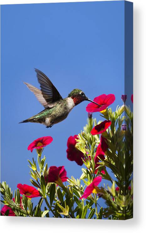 Hummingbird Canvas Print featuring the photograph Moments of Joy by Christina Rollo