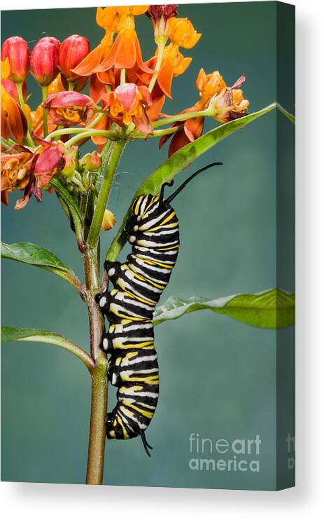 Monarch Caterpillar Canvas Print featuring the photograph Monarch Caterpillar On Milkweed by Anthony Mercieca