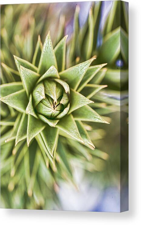 Bellingham Canvas Print featuring the photograph Monkey Puzzle Tree by Judy Wright Lott