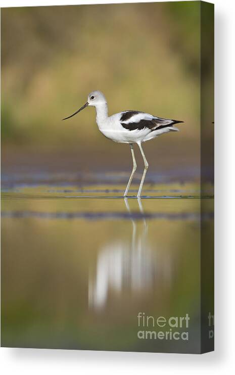 Bird Canvas Print featuring the photograph Morning Avocet by Bryan Keil