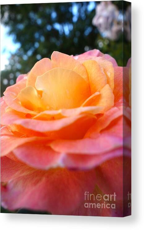  Canvas Print featuring the photograph Morning Dew #3 by Jacqueline Athmann