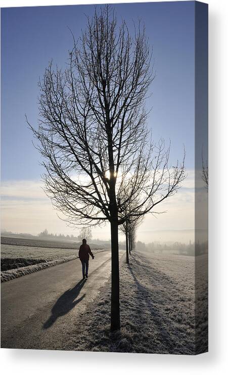 Tree Canvas Print featuring the photograph Morning walk by Matthias Hauser