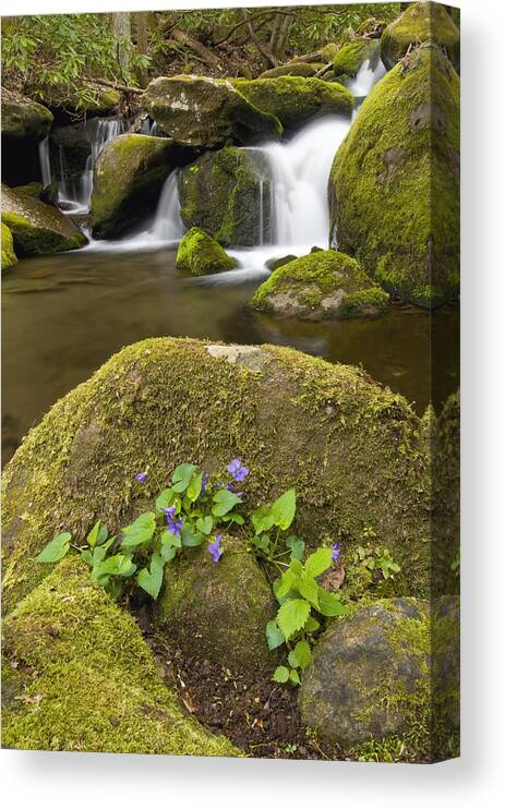 535832 Canvas Print featuring the photograph Moss Boulders And Stream Great Smoky Mts by Steve Gettle