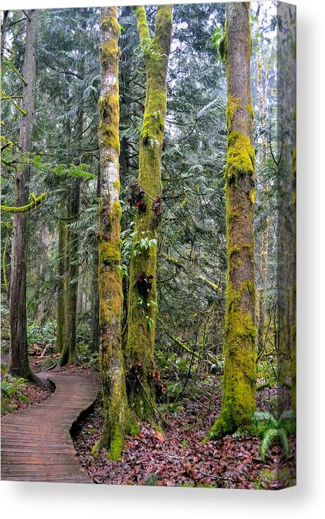 Washington Canvas Print featuring the photograph Mossy Maze by Jody Partin