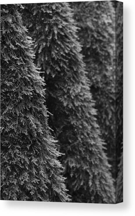 Moss Canvas Print featuring the photograph Mossy Trees in Winter by Morgan Wright