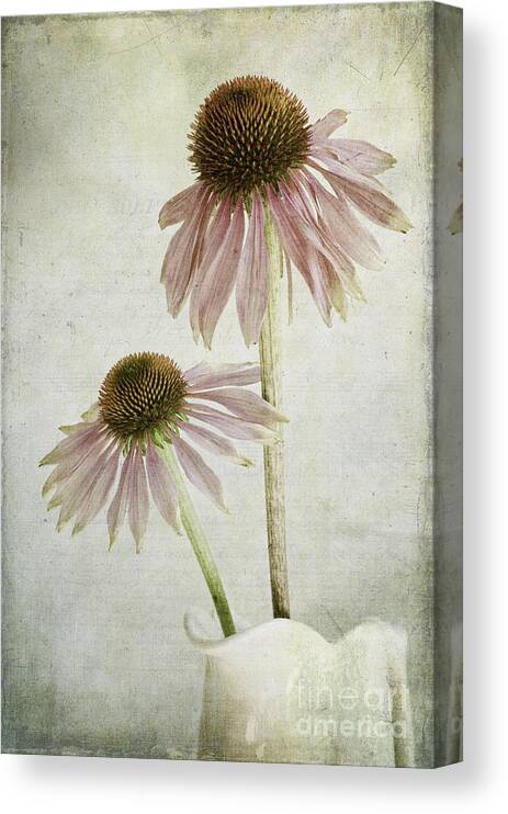Flower Canvas Print featuring the photograph Mother and Daughter by Marion Galt