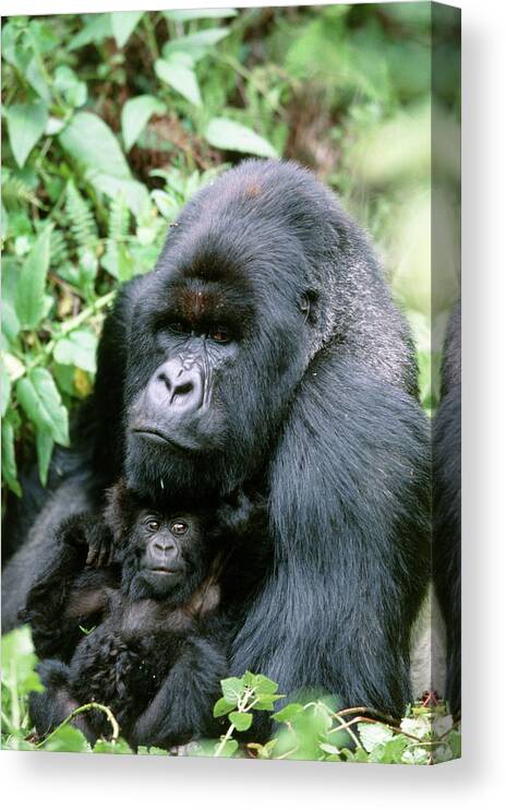 Gorilla Gorilla Beringei Canvas Print featuring the photograph Mountain Gorilla And Infant by Tony Camacho/science Photo Library