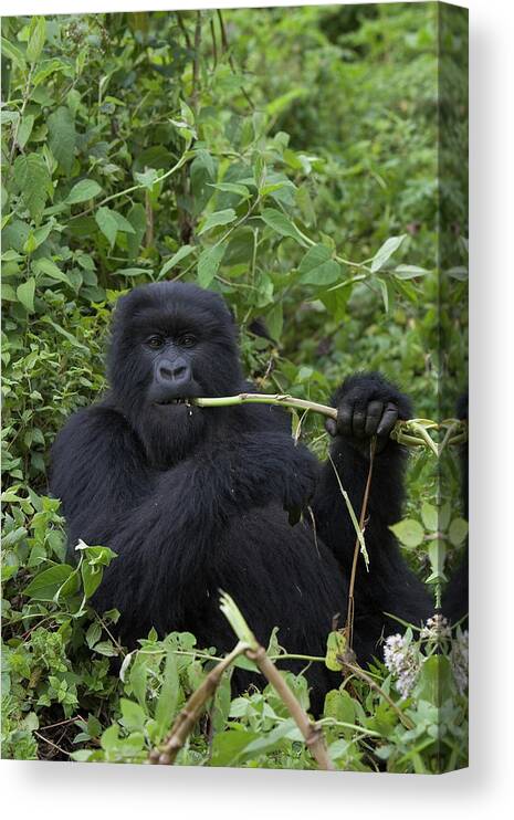 00751195 Canvas Print featuring the photograph Mountain Gorilla Eating Wild Celery by Suzi Eszterhas