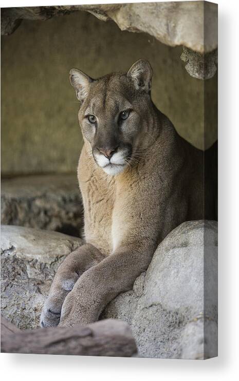 San Diego Zoo Canvas Print featuring the photograph Mountain Lion by San Diego Zoo