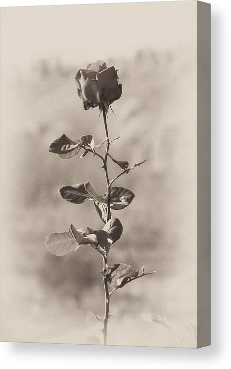 Rose Canvas Print featuring the photograph Mountain rose by Goyo Ambrosio