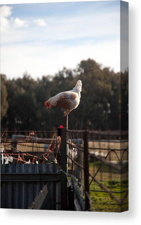 Farm Canvas Print featuring the photograph Mrs Chicken Returns by Carole Hinding