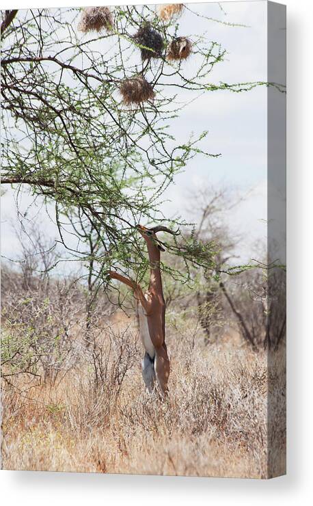 Kenya Canvas Print featuring the photograph Multiple Nests In A Tree With A Gazelle by Diane Levit / Design Pics
