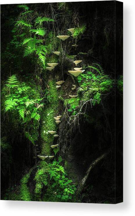 Green Canvas Print featuring the photograph Mushroom Wall by Petri Damst??n