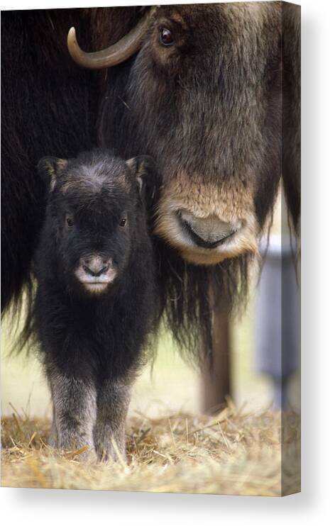 Musk Ox Canvas Print featuring the photograph Musk Ox Mom by Doug Lindstrand