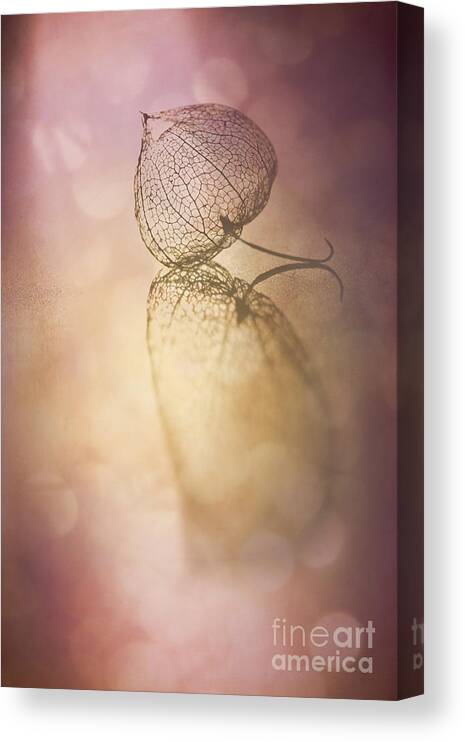 Cape Gooseberry Canvas Print featuring the photograph My Turn in the Spotlight by Jan Bickerton