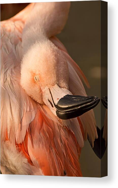 American Flamingo Canvas Print featuring the photograph Napping on Flamingo Feathers by Theo OConnor
