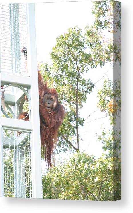 National Canvas Print featuring the photograph National Zoo - Orangutan - 121211 by DC Photographer