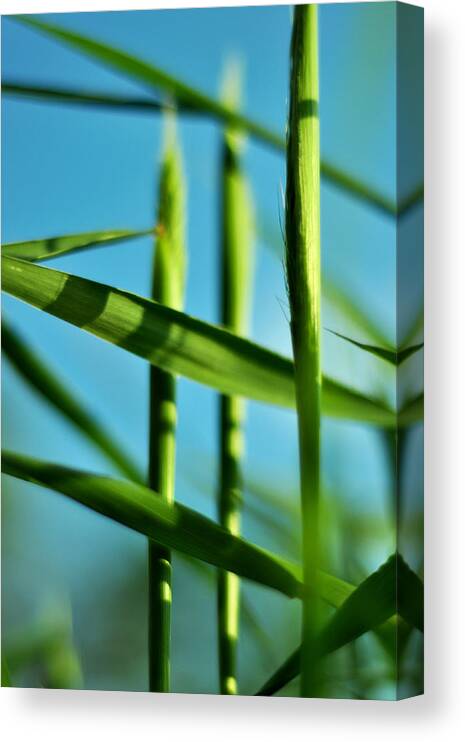 Green Canvas Print featuring the photograph Natural Order by Rebecca Sherman