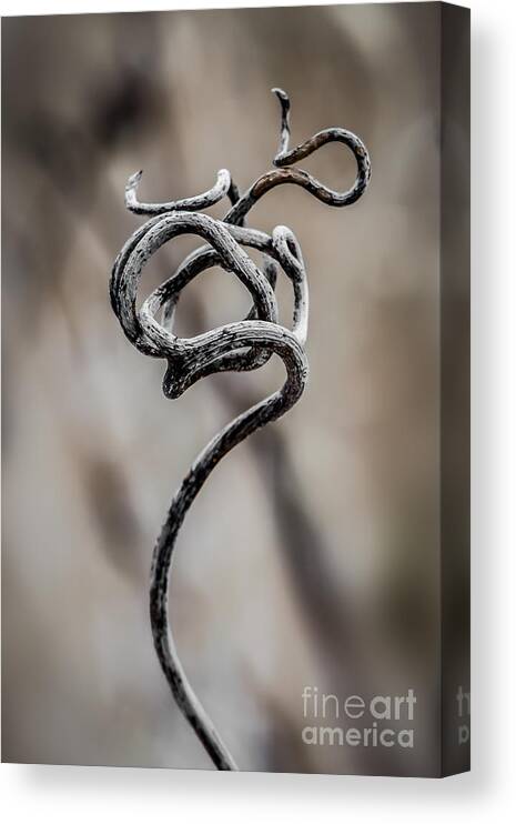 Berry Canvas Print featuring the photograph Natures Sculpture by Michael Arend