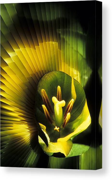 Floral Canvas Print featuring the photograph Natures Symetry by Doug Davidson