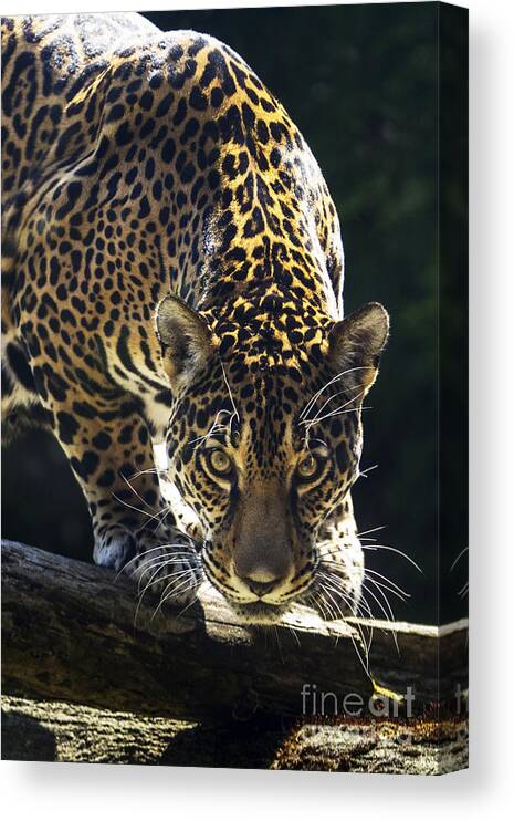 Jaguar Canvas Print featuring the photograph Nayla by Sonya Lang