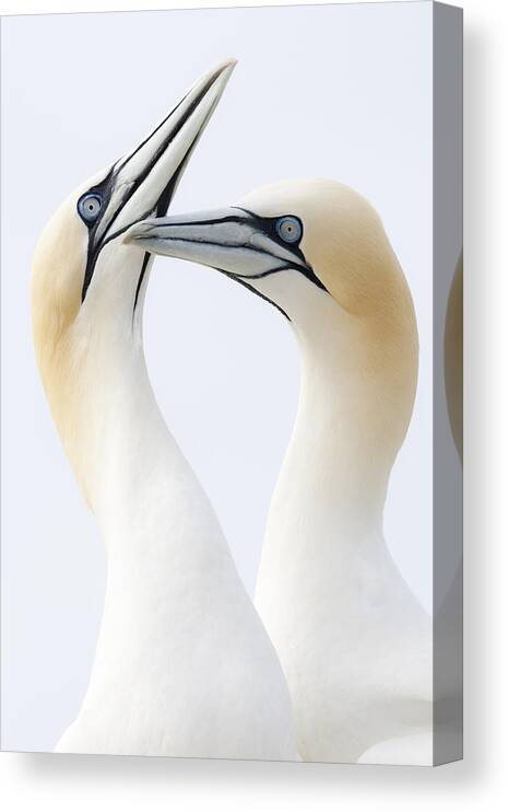 Nis Canvas Print featuring the photograph Northern Gannets Greeting Saltee Island by Bart Breet