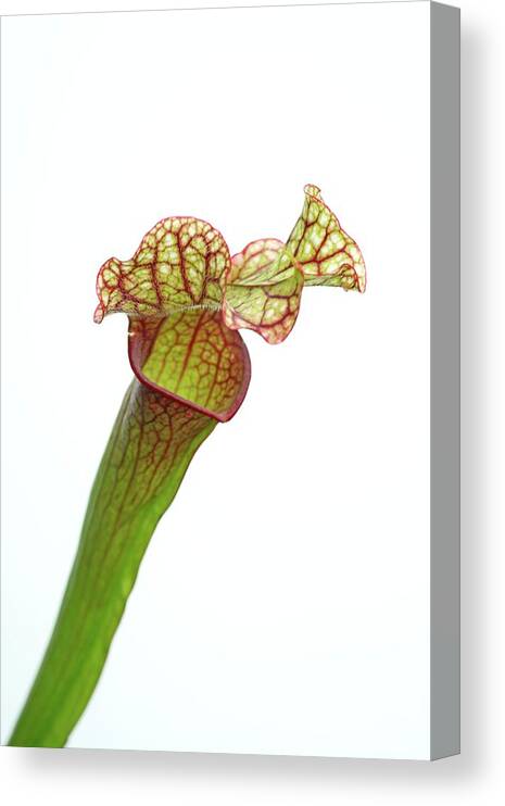 Sarracenia Purpurea. Canvas Print featuring the photograph Northern Pitcher Plant by Michael Clutson/science Photo Library