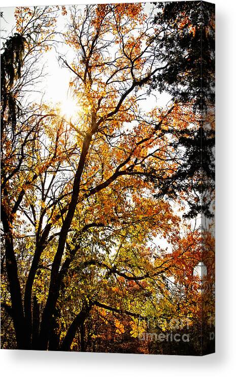 Tree Canvas Print featuring the photograph October Forest Meditation by Lincoln Rogers