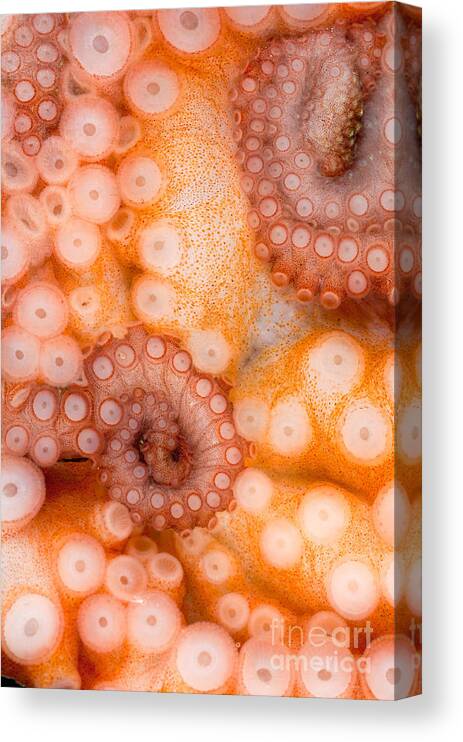 Octopus Rubescens Canvas Print featuring the photograph Octopus Suction Cups by Stuart Wilson