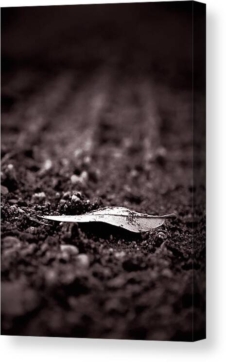 Leaf Canvas Print featuring the photograph Of Earth by Trish Mistric