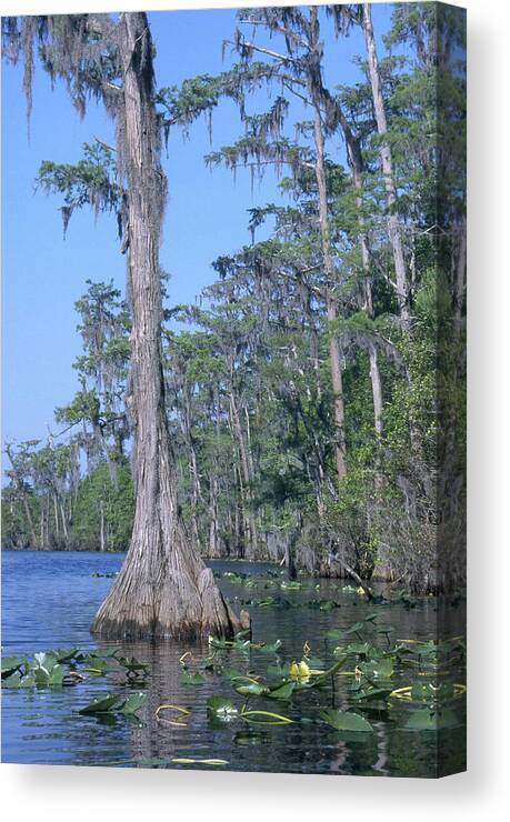Aquatic Plants Canvas Print featuring the photograph Okefenokee Swamp by C.r. Sharp