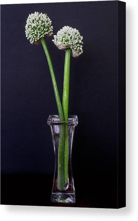 Vase Canvas Print featuring the photograph Onion Flowers by Carol Wood