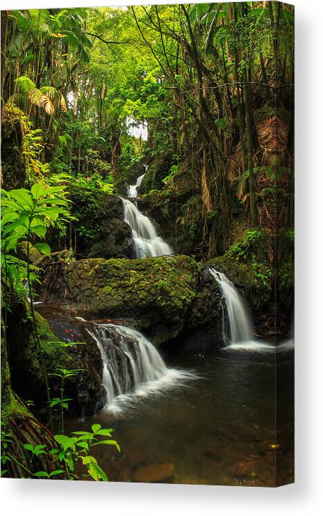 Waterfall Canvas Print featuring the photograph Onomea Falls by James Eddy