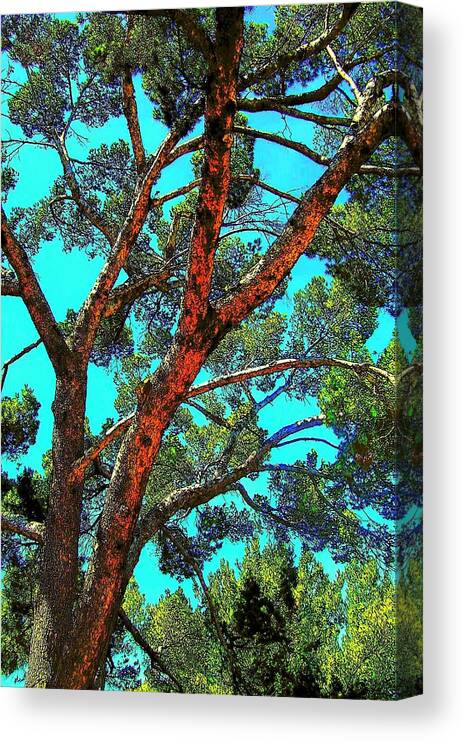 Trees Canvas Print featuring the photograph Orange And Turquoise by Jodie Marie Anne Richardson Traugott     aka jm-ART