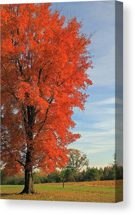 Trees Canvas Print featuring the photograph Orange Delight by Jennifer Robin