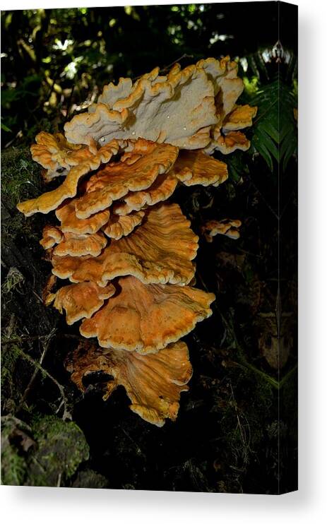 Laetiporus Canvas Print featuring the photograph Orange Tree Fungus by Laureen Murtha Menzl