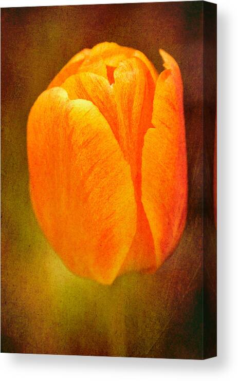 Tulip Canvas Print featuring the photograph Orange tulip brown texture by Matthias Hauser